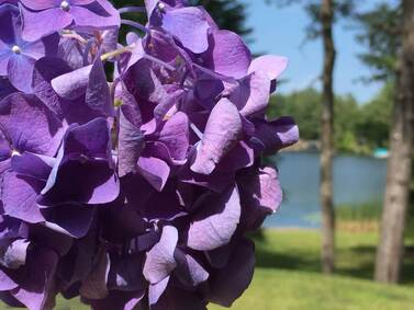 Purple hydrangea in front of lake.