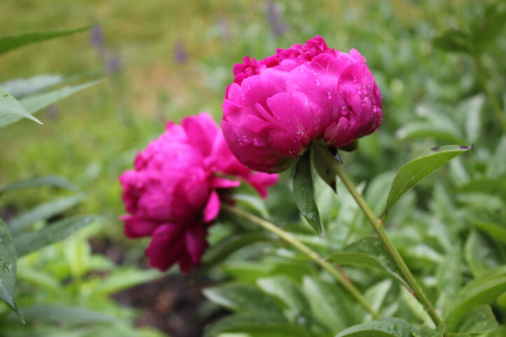 photo of vibrant dark pink peonies after the rain.