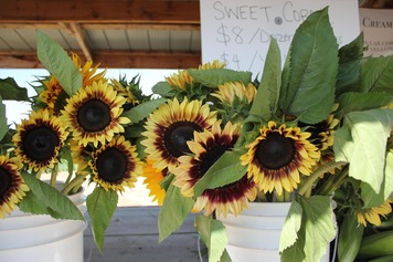 Photo of freshly cut sunflowers standing in buckets.