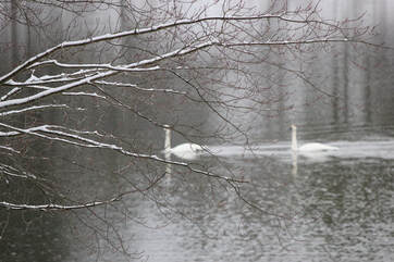 two swans swimming behind snowy branches