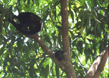 Howler monkey and baby in tree