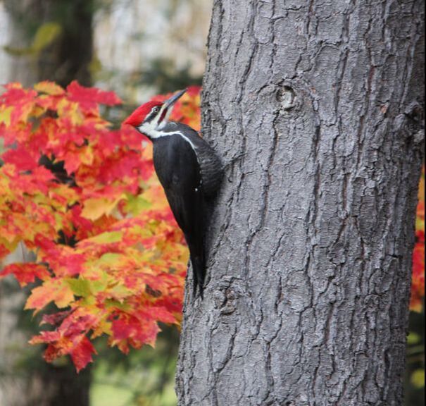 Pileated Woodpecker on tree trunk 