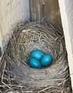Robin's nest with 3 eggs.