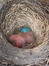 Robin's nest with 2 babies and 1 egg.