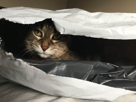 cat's face peeking out from empty plastic courier package