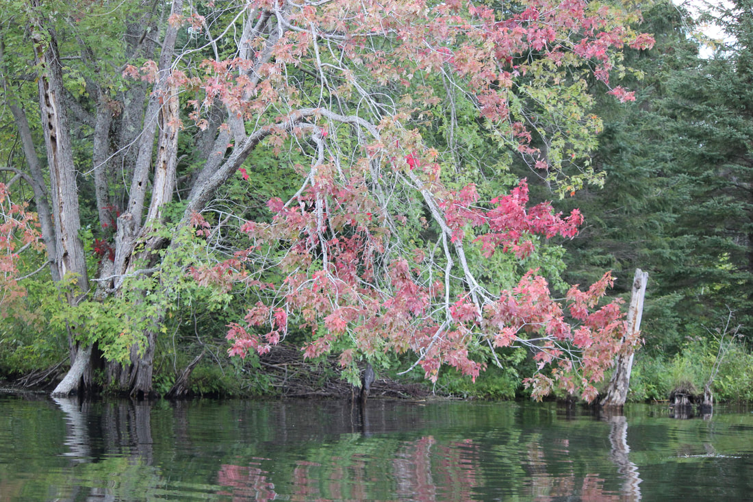 Fall coloured leaves draping over lake, taken from boat on the lake.Picture