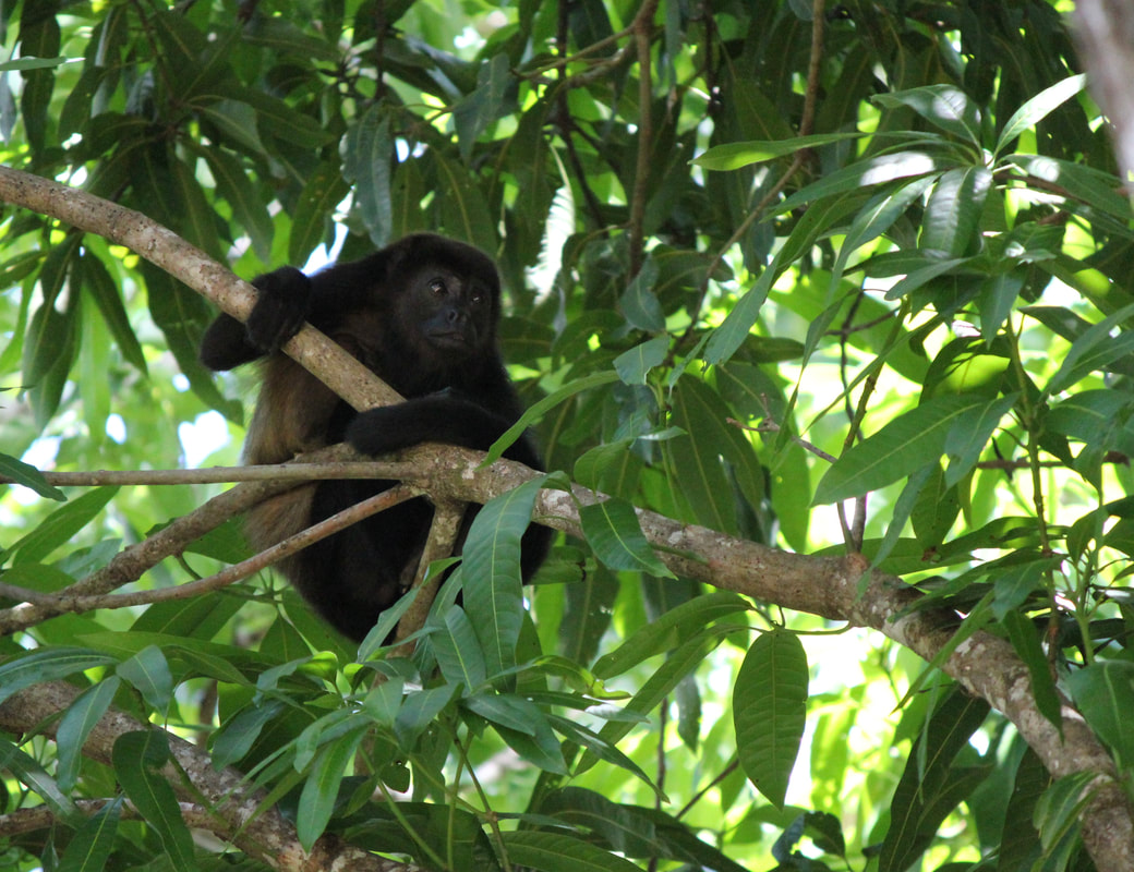 Howler monkey in tree