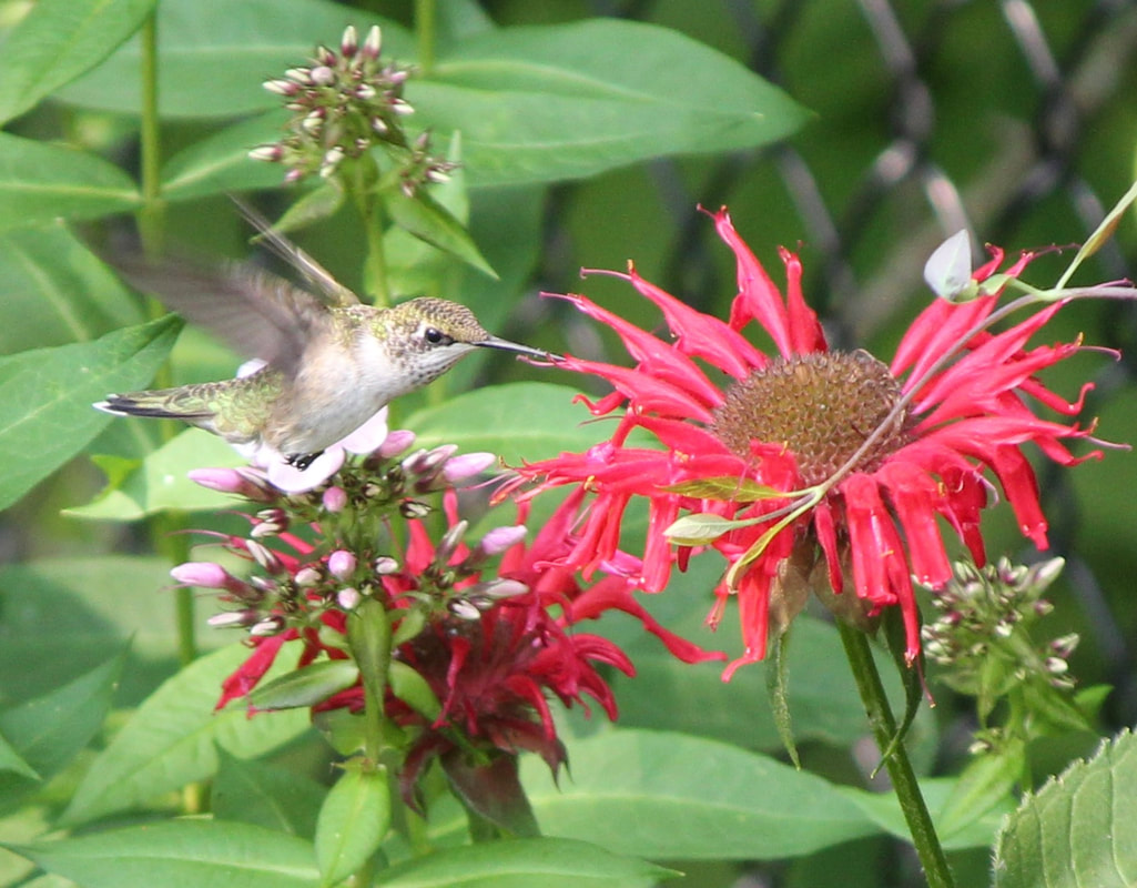 Hummingbird in the Monarda/Bee Balm