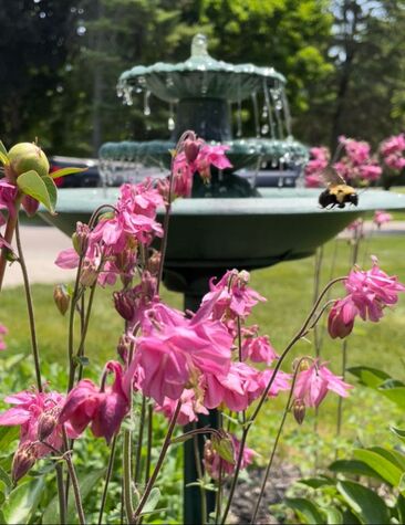 water fountain in garden, pink columbine and a bee flying by