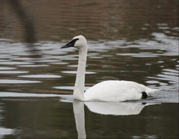 single swan swimming in lake