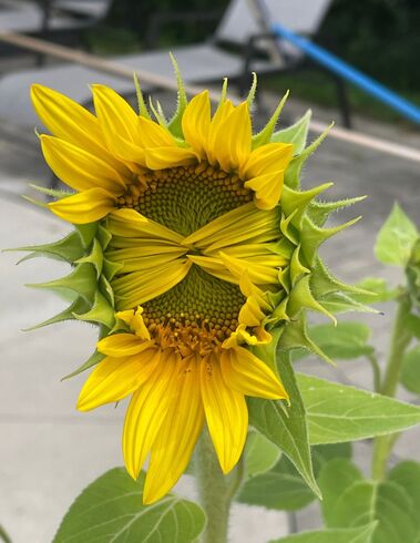 Sunflower that looks like she's playing peek-a-boo